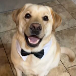 Elegant Black Bow Tie for Dogs